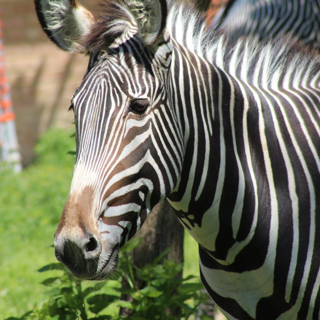 Zabierz dzieci do zoo za darmo. Brookfield Zoo na południowych  przedmieściach Chicago wychodzi z ofertą - Deon24