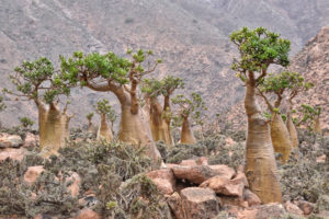 Bottle_Trees,_Socotra_Island_(9888518324)-2