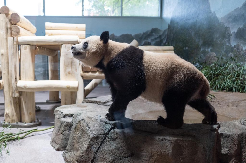 panda wielka