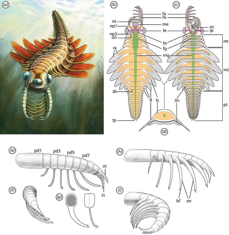Mosura fentoni radiodont paleontologia