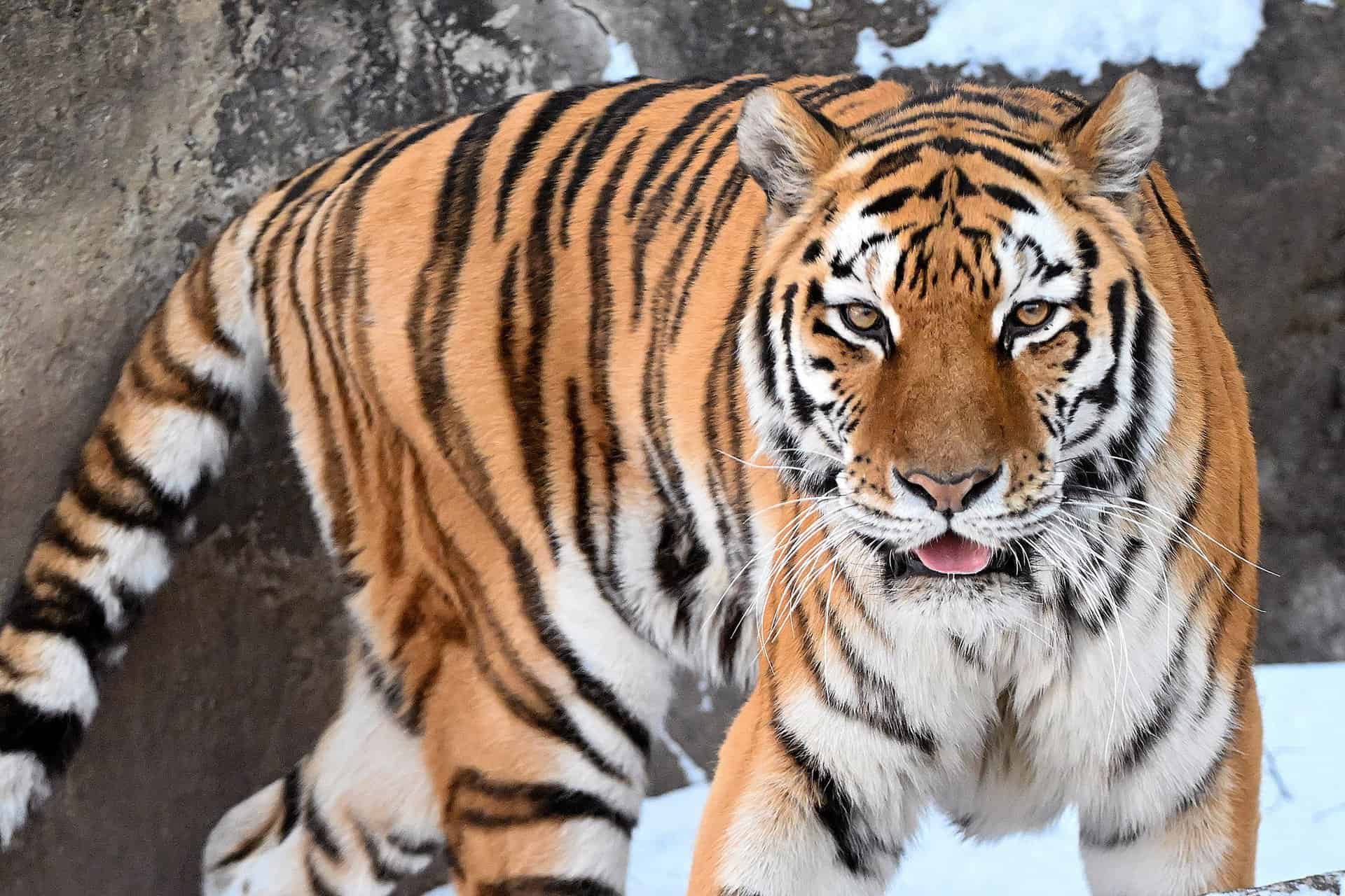 tygrysica malena-brookfield-zoo