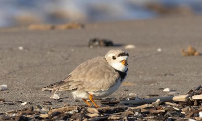 sea rocket sieweczka blada montose beach