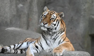 tygrys-malena-brookfiekld-zoo