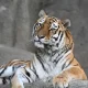 tygrys-malena-brookfiekld-zoo