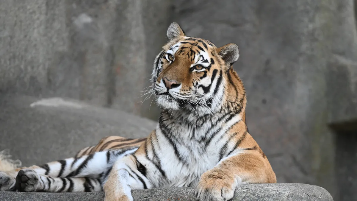 tygrys-malena-brookfiekld-zoo