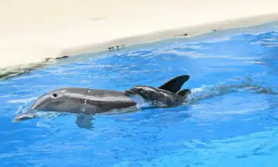 mały delfin urodził sie w brookfield zoo