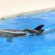 mały delfin urodził sie w brookfield zoo