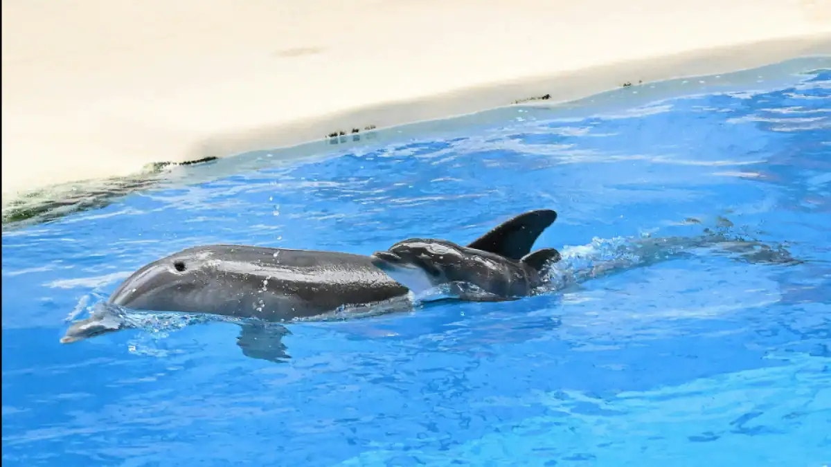 mały delfin urodził sie w brookfield zoo