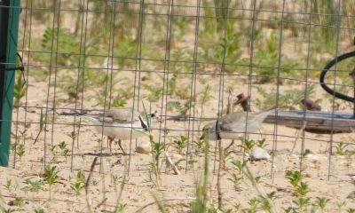 chicagopipingplovers