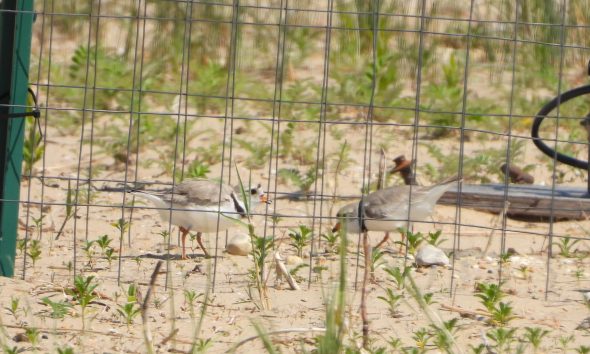 chicagopipingplovers