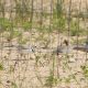 chicagopipingplovers