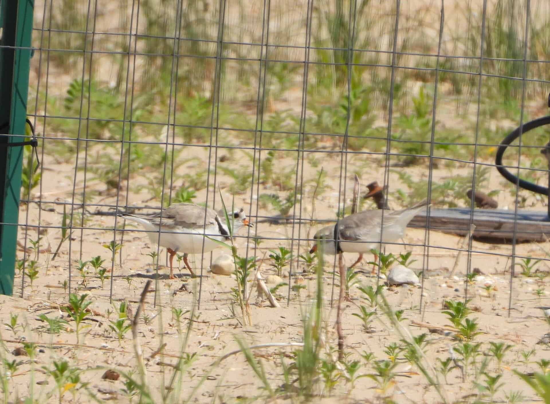 chicagopipingplovers