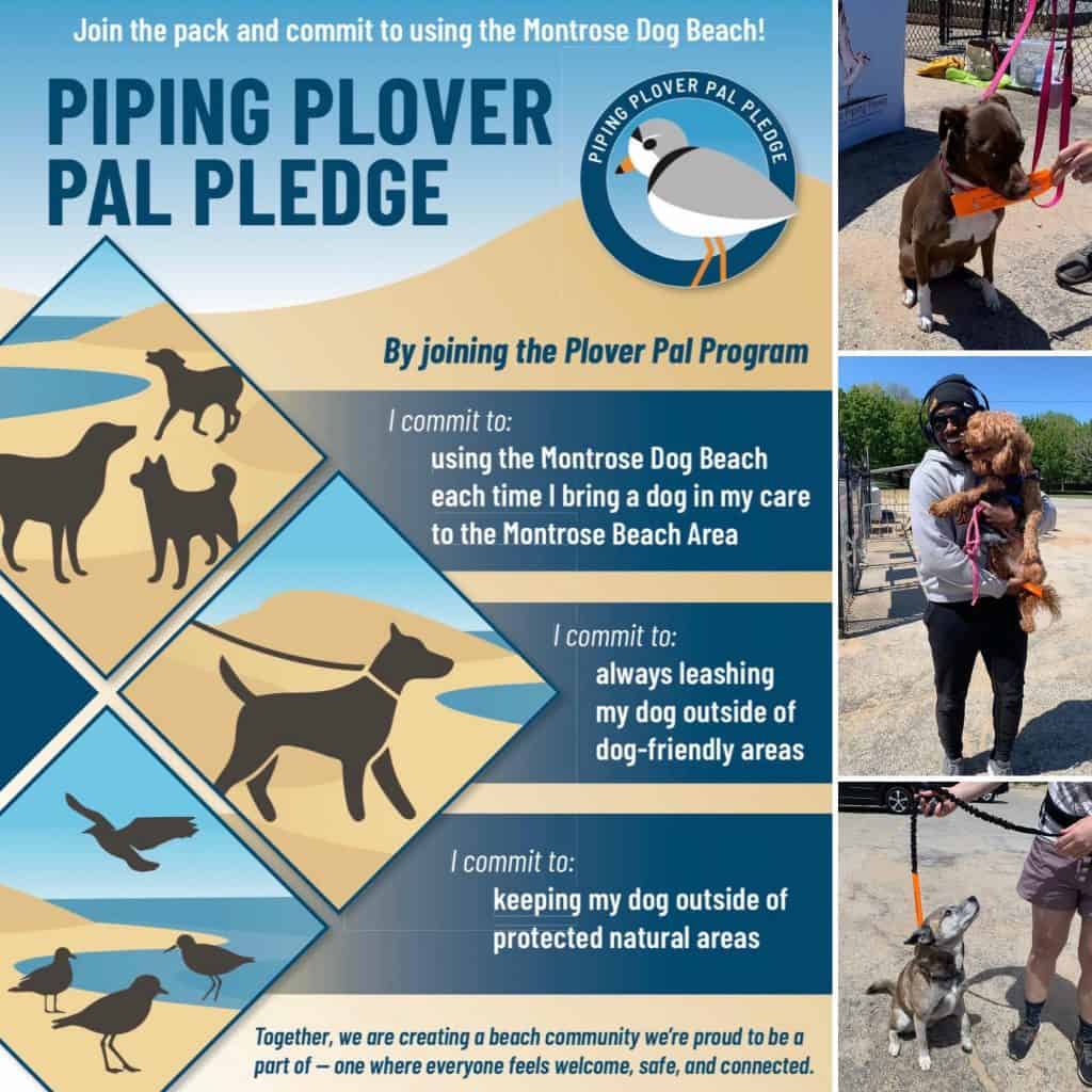 chicagopipingplovers