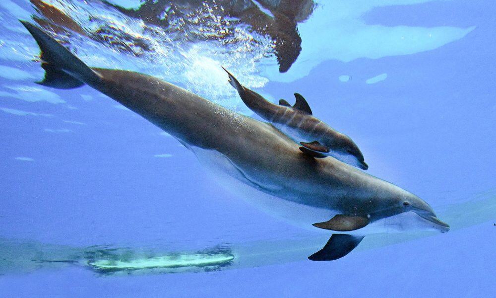 delfin-brookfield-zoo
