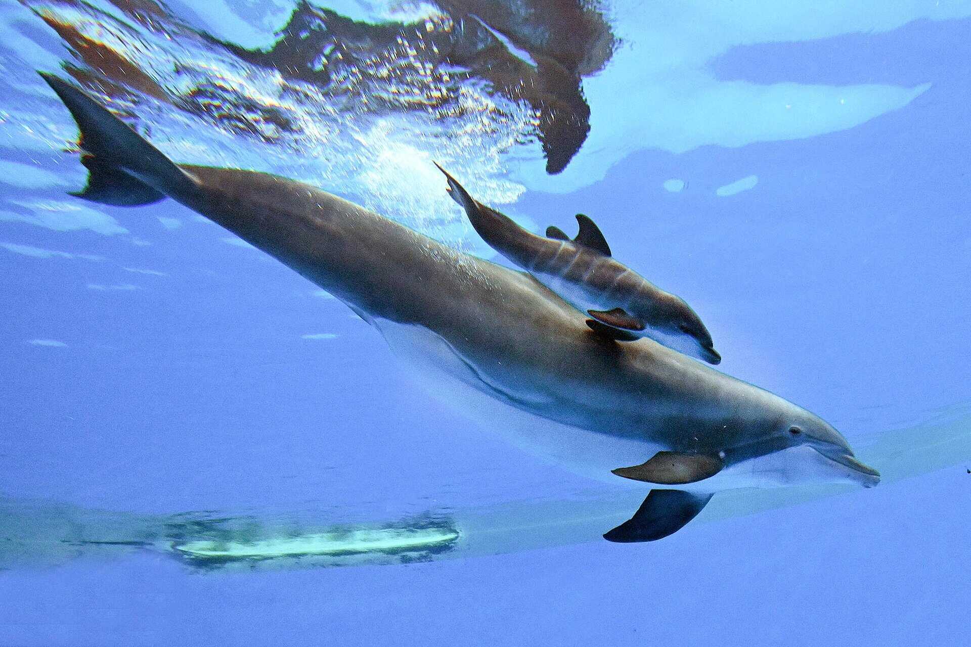 delfin-brookfield-zoo