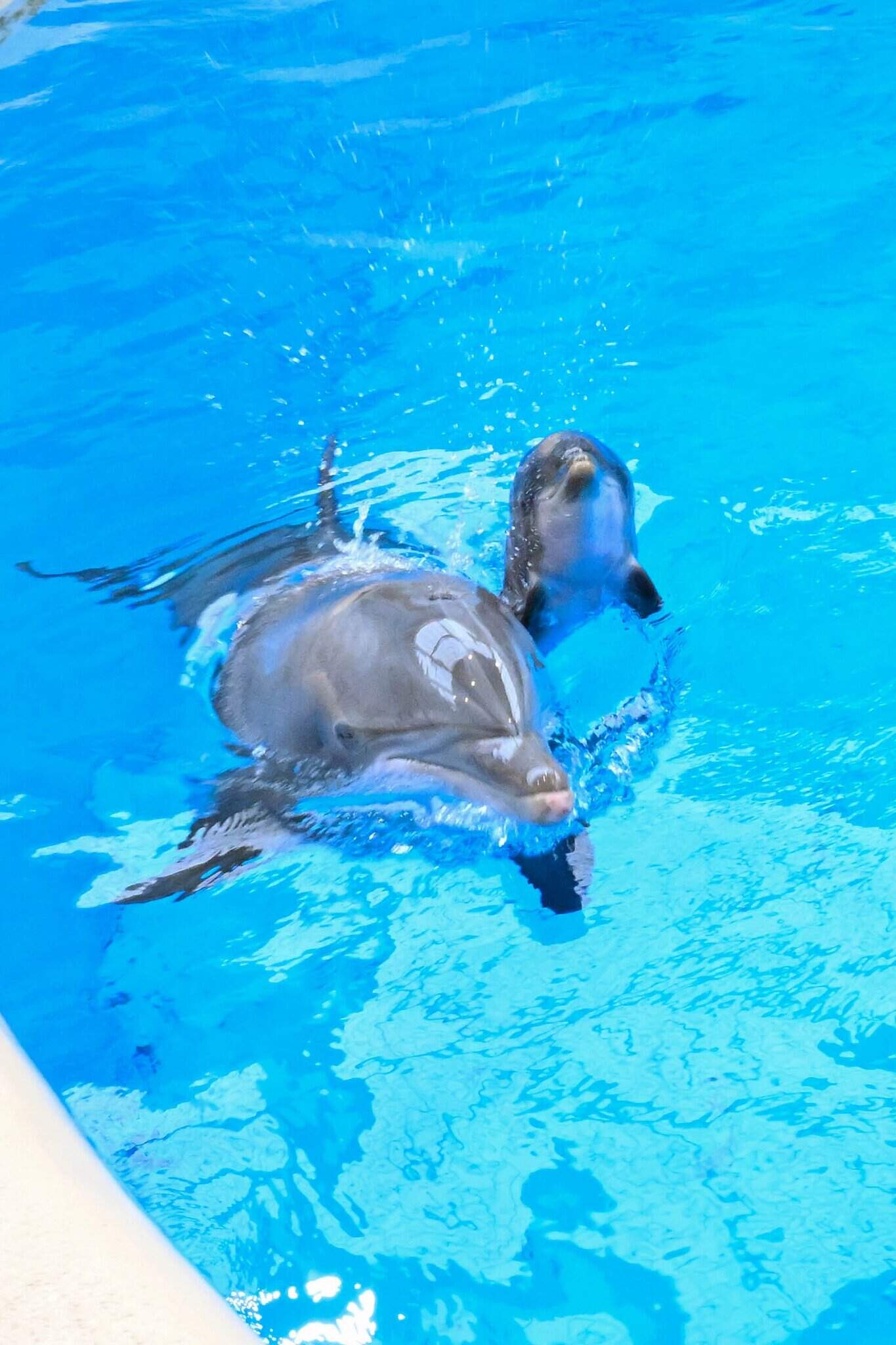 delfiny brookfield zoo
