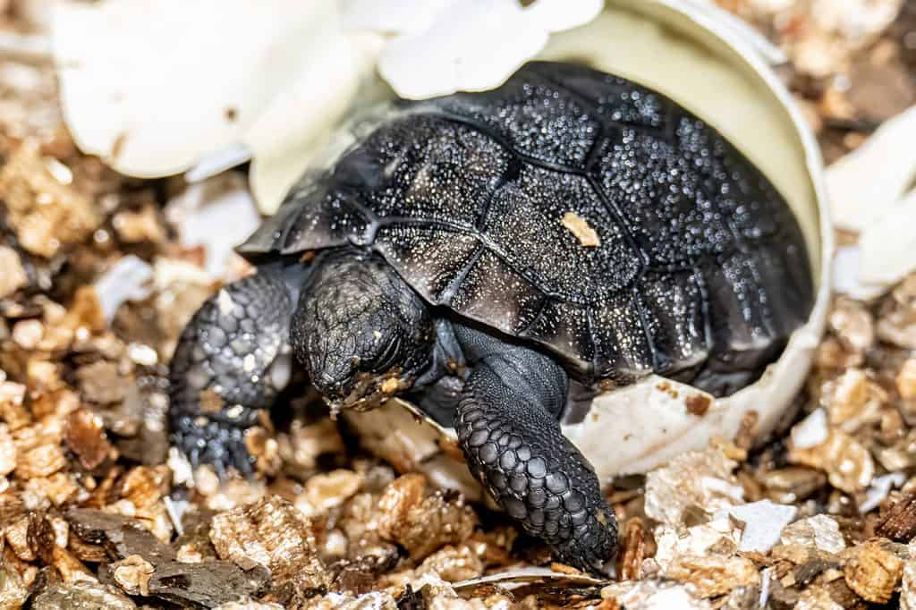 potomek goliata w zoo miami