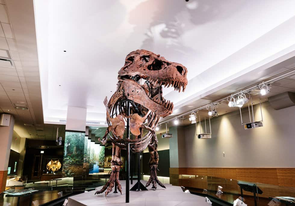 dinozaur Sue w field muzeum w chicago