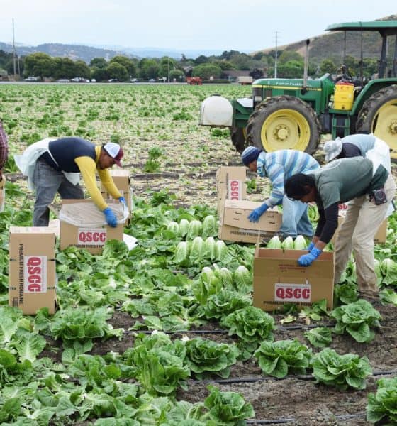 imigranci pracują na farmach usa