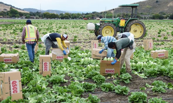 imigranci pracują na farmach usa