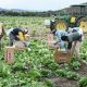 imigranci pracują na farmach usa