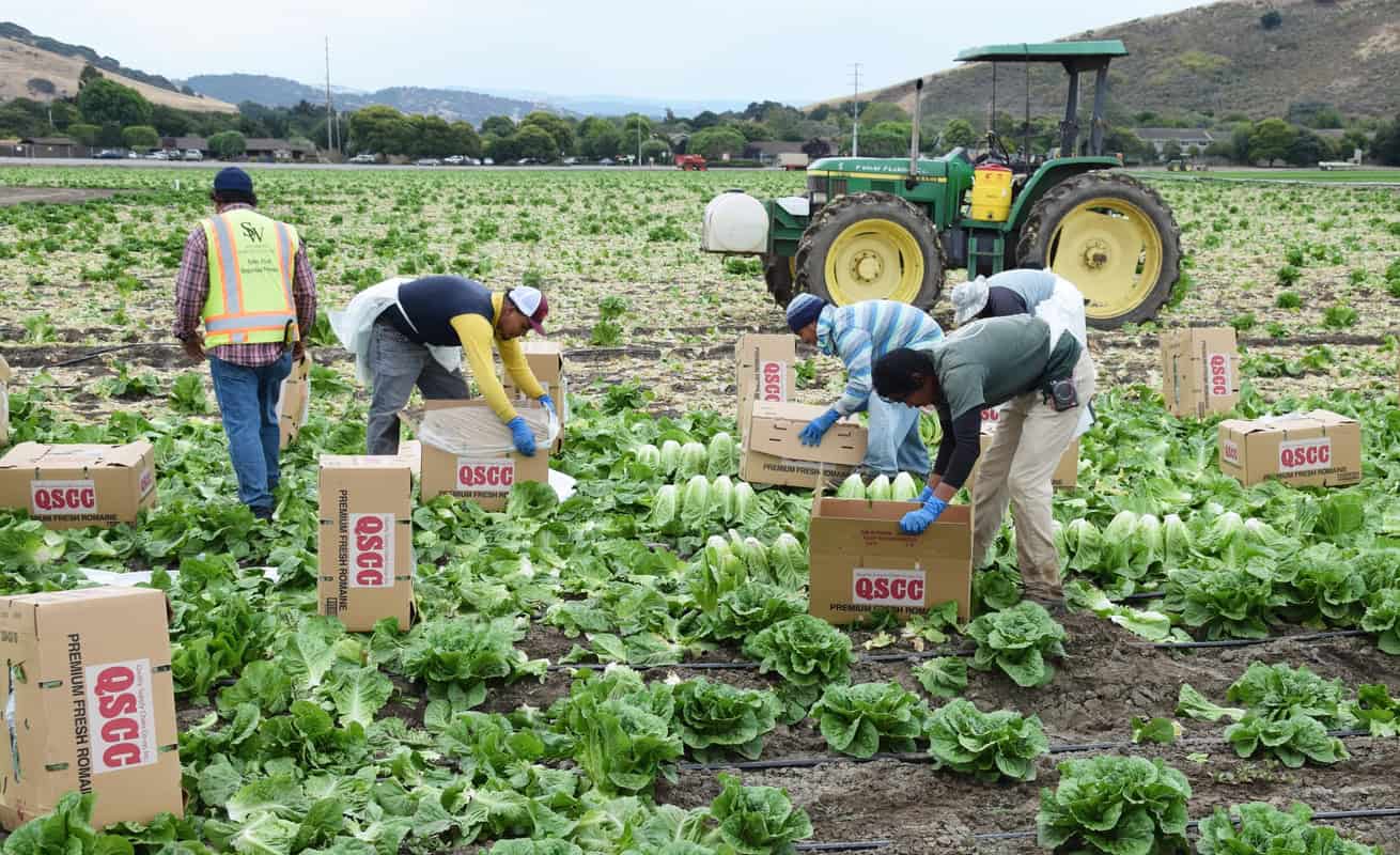 imigranci pracują na farmach usa