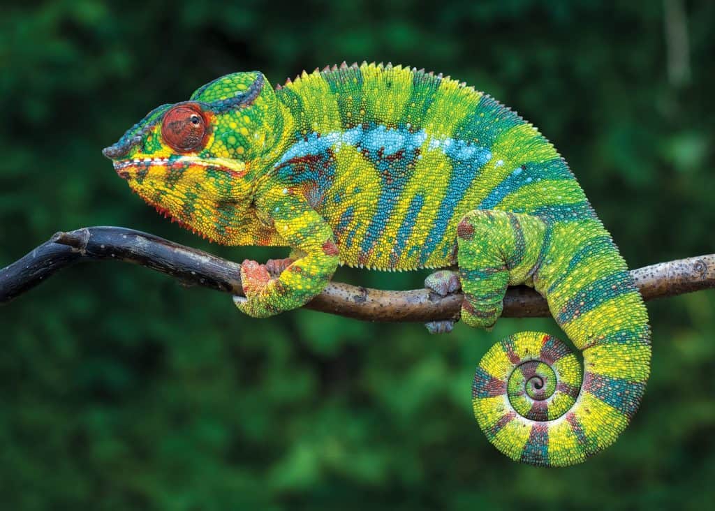 kameleon
