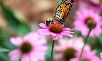 motyl-monarcha-pszczola-zapylanie-kwiat