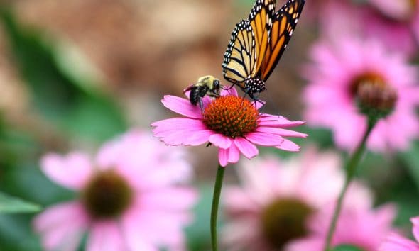 motyl-monarcha-pszczola-zapylanie-kwiat