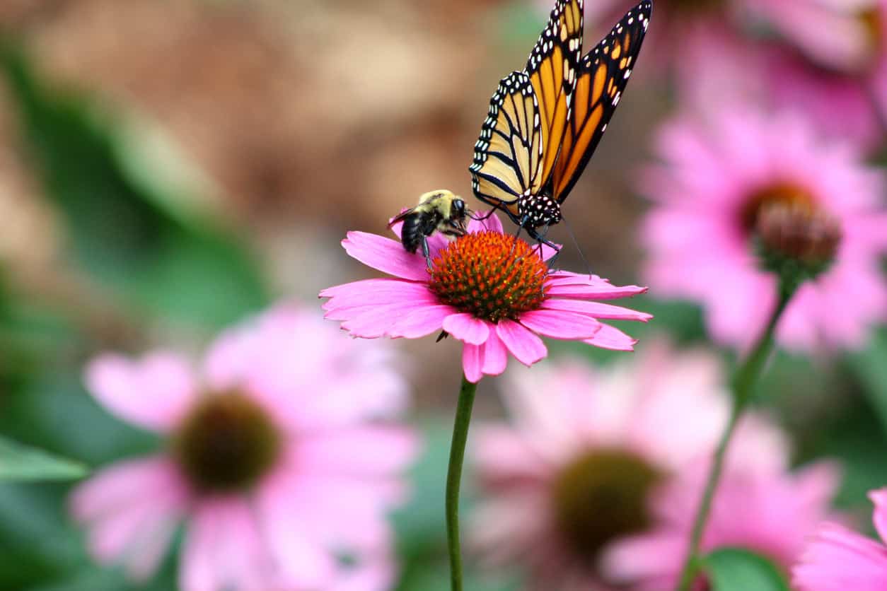 motyl-monarcha-pszczola-zapylanie-kwiat