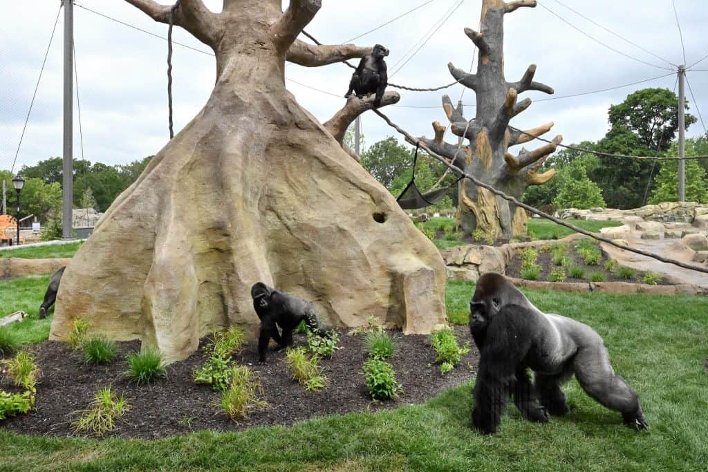 brookfield zoo tropical forests