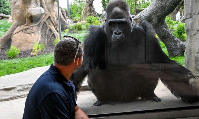 brookfield-zoo-goryl