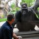 brookfield-zoo-goryl