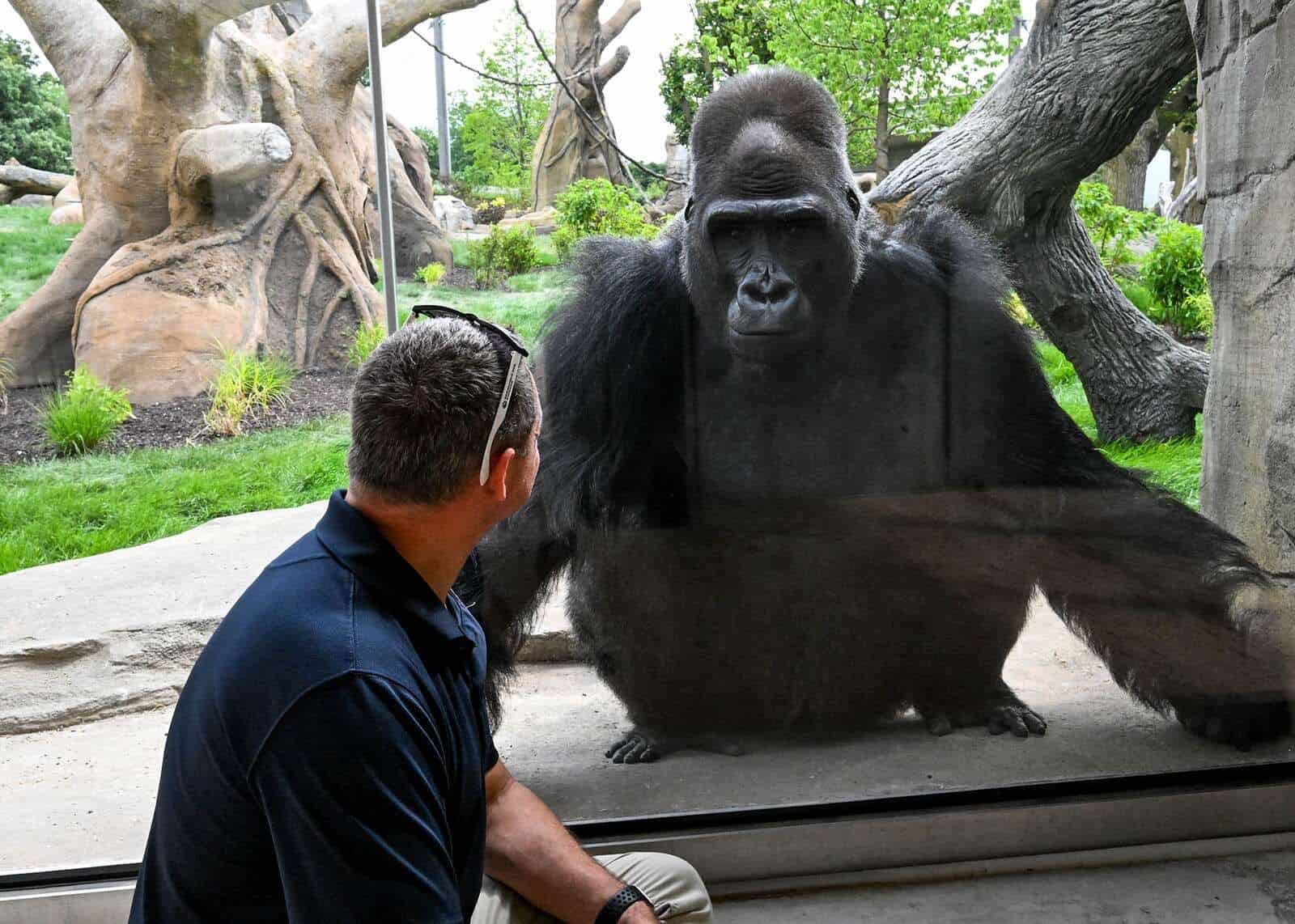 brookfield-zoo-goryl
