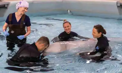 shedd akwarium kimalu, operacja wieloryba