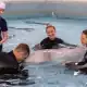 shedd akwarium kimalu, operacja wieloryba