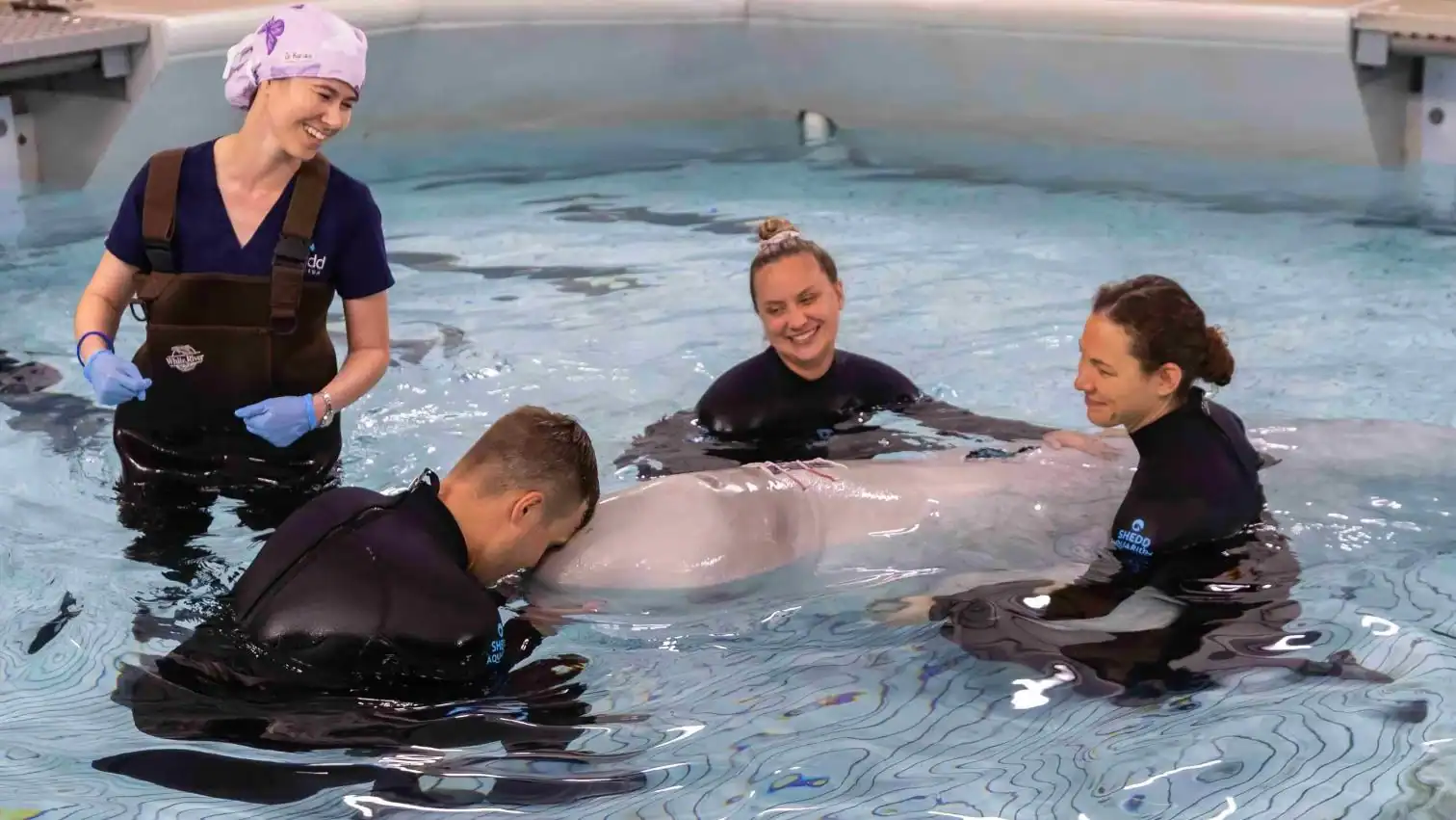 shedd akwarium kimalu, operacja wieloryba