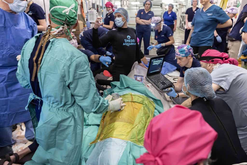 shedd akwarium kimalu, operacja wieloryba
