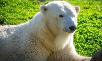 amelia niedżwiedź polarny
