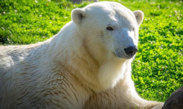 amelia niedżwiedź polarny