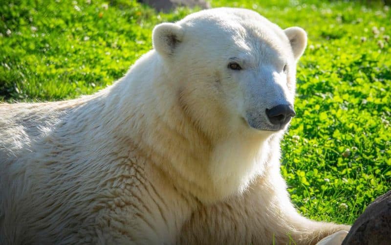 amelia niedżwiedź polarny