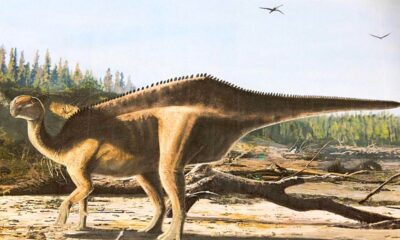 Istiorachis macarthurae