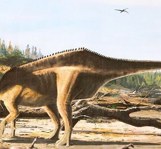 Istiorachis macarthurae