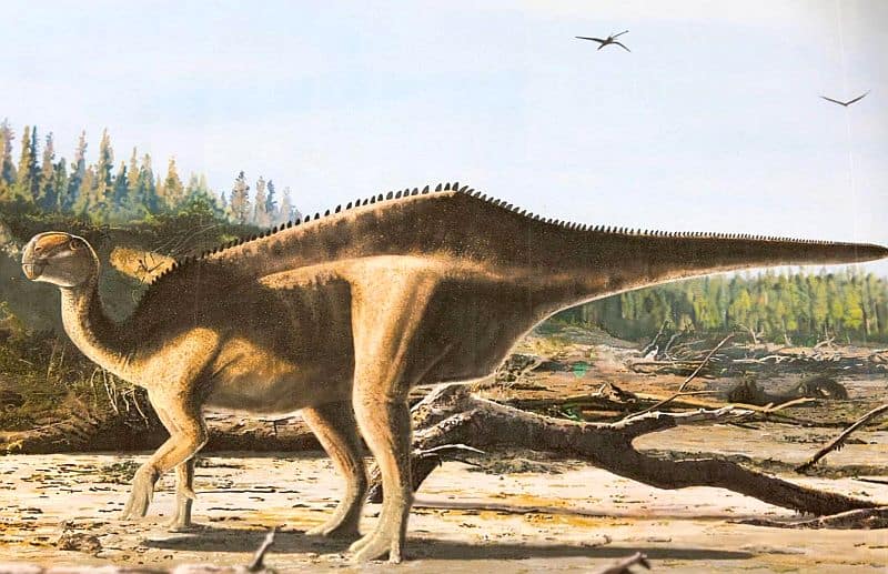 Istiorachis macarthurae