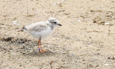 Chicago Piping Plovers