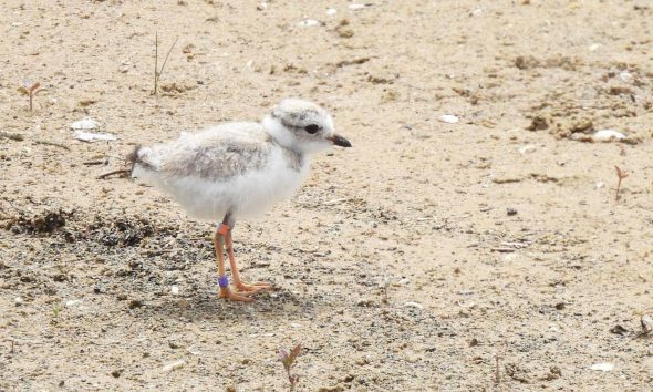 Chicago Piping Plovers
