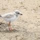 Chicago Piping Plovers