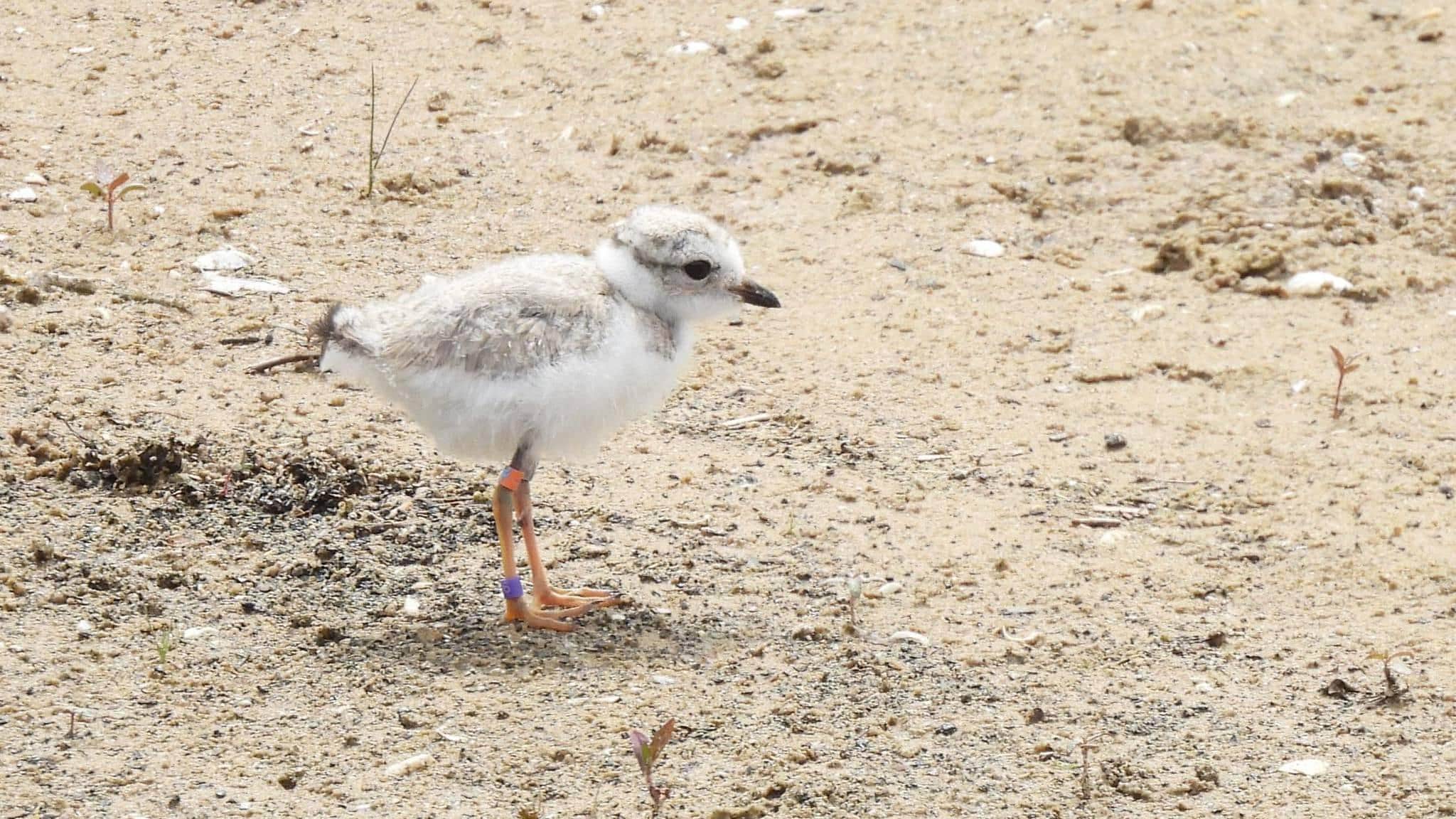 Chicago Piping Plovers
