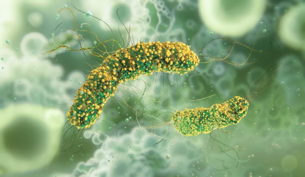 listeria