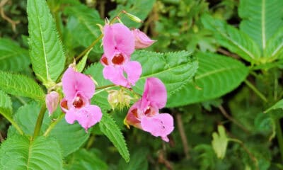 Impatiens glandulifera niecierpek himalajski